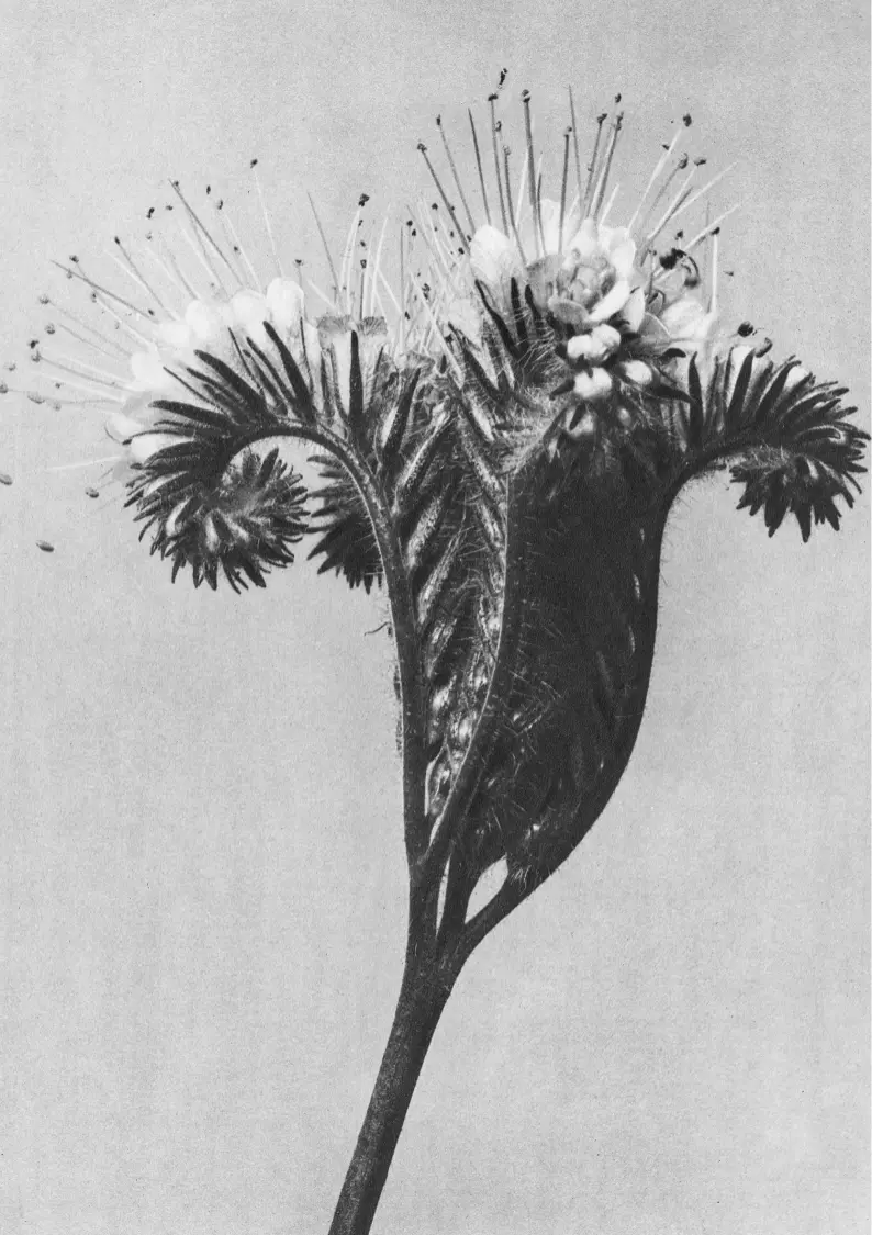 Sobre mí Fotografía en blanco y negro primer plano de una flor.