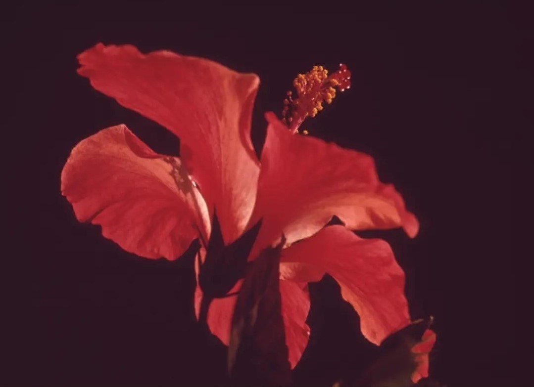 Sobre mí Primer plano fotográfico de una flor roja.